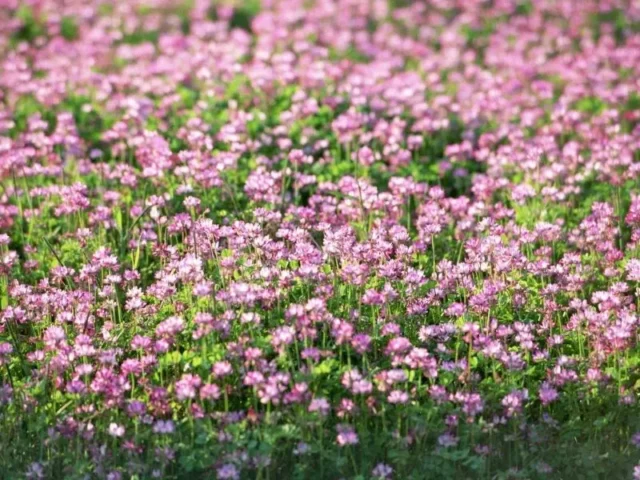 100 Ảnh Phong Cảnh Bãi Cỏ Phủ Đầy Hoa Dại Đẹp Mê Hồn