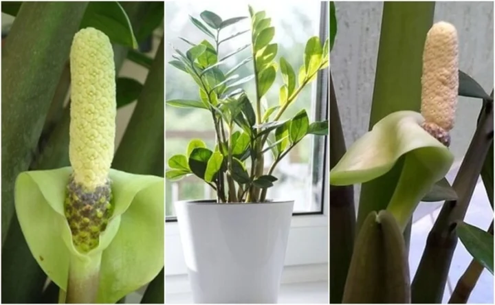 100 Ảnh Hoa Kim Tiền Đẹp Nhất Mang Tài Lộc Và Thịnh Vượng Đến Mọi Nhà