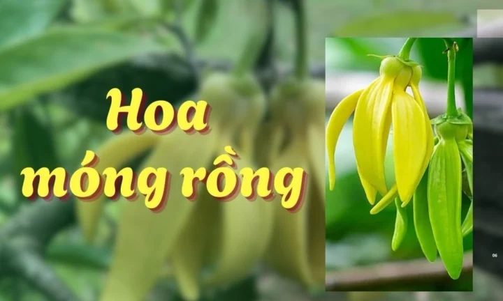 100 Ảnh Hoa Móng Rồng Đẹp Mê Hoặc, Sắc Màu Rực Rỡ Nhất