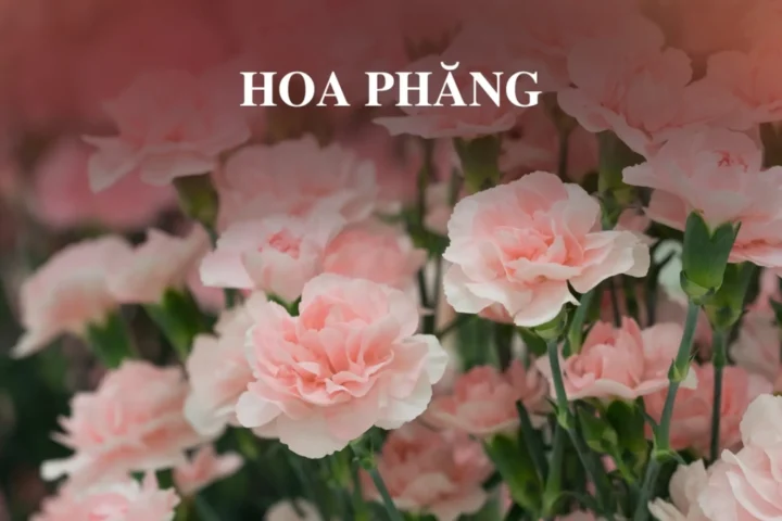 100 Ảnh hoa phăng đẹp nhất thế giới, ý nghĩa sâu sắc và cách trồng