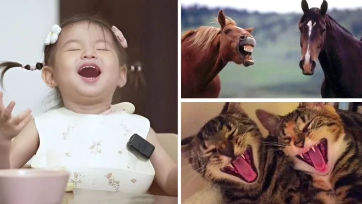 100 Ảnh Meme Haha Cười Banh Nóc, Hài Hước Nhất Mạng Xã Hội