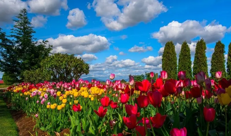 100 Ảnh Vườn Hoa Tulip Sặc Sỡ Đẹp Mê Hồn, Rực Rỡ Sắc Màu
