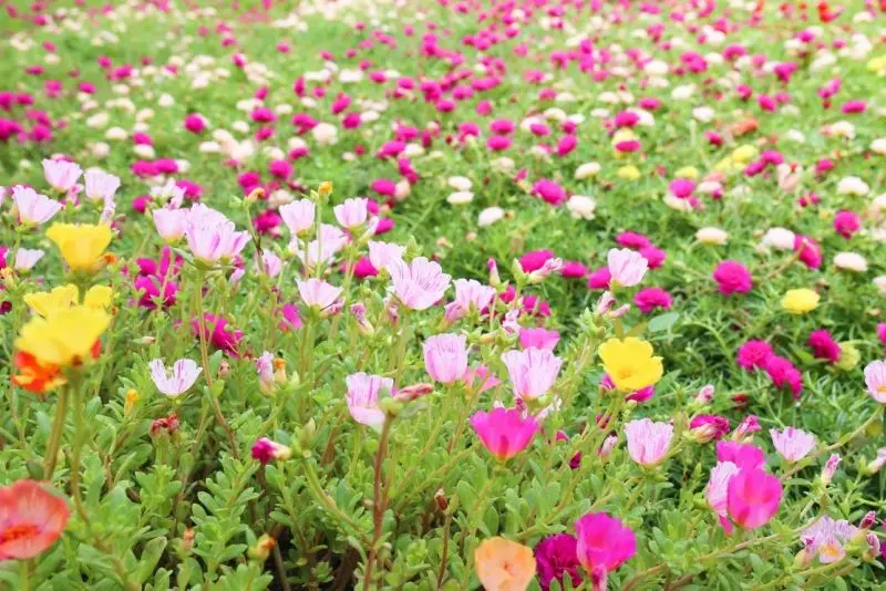100 Ảnh Hoa Mười Giờ Đẹp Nhất, Tuyển Chọn Những Sắc Hoa Rực Rỡ