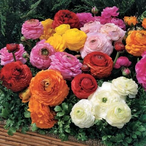 100 Ảnh Hoa Mao Lương Đẹp Rực Rỡ Nhất, Đa Dạng Sắc Màu