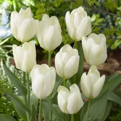 100 Ảnh Hoa Tulip Đẹp Nhất Thế Giới với Sắc Màu Rực Rỡ