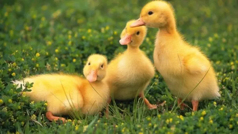 100 Ảnh Avatar Vịt Vàng Cute Dễ Thương Nhất Cho Mạng Xã Hội