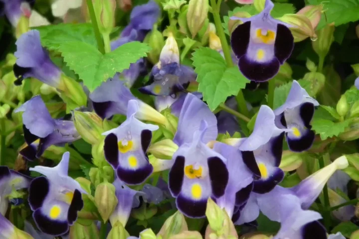 Hoa mắt nai 51