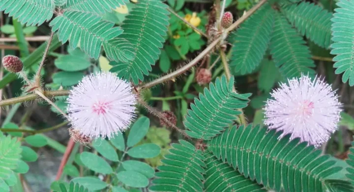 Sắc tím của hoa trinh nữ tỏa sáng dưới ánh nắng ban mai