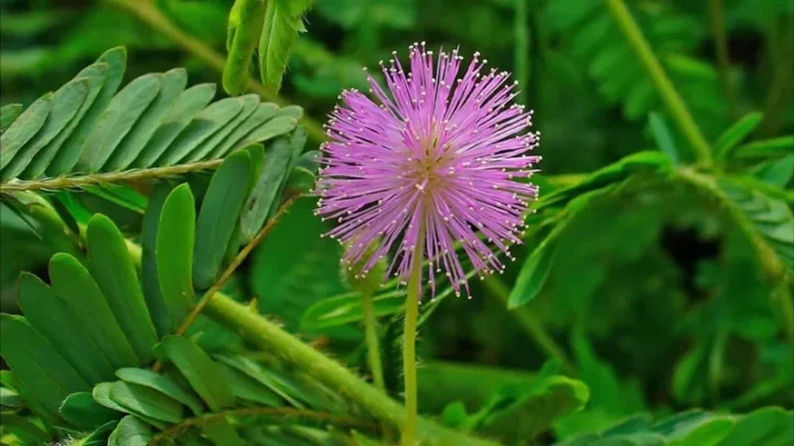 Cánh hoa trinh nữ mềm mịn, tinh khôi với sắc tím