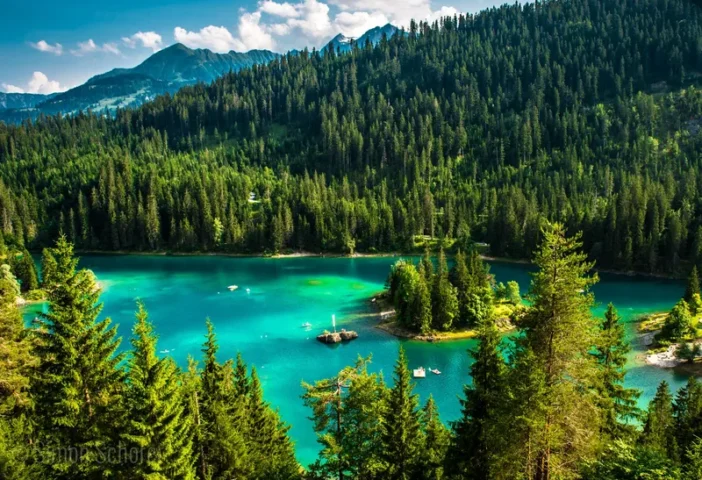 100 Ảnh Rừng Lá Kim Đẹp Hùng Vĩ Nhất Mọi Mùa