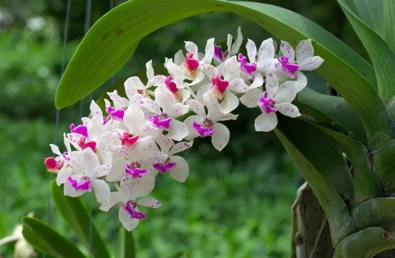 100 Ảnh Khu Vườn Hoa Lan Nở Rộ Đẹp Tuyệt Mỹ Bạn Cần Chiêm Ngưỡng