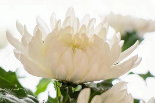 100 Ảnh Hoa Cúc Trắng Tinh Khôi Cùng Ý Nghĩa Vẻ Đẹp Vĩnh Cửu