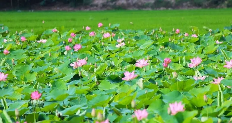 100 Ảnh Phong Cảnh Hoa Cỏ Tuyệt Đẹp Làm Say Đắm Lòng Người