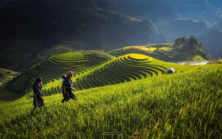 100 Ảnh Hình Nền Đồng Quê Việt Nam Tuyệt Đẹp Nhất