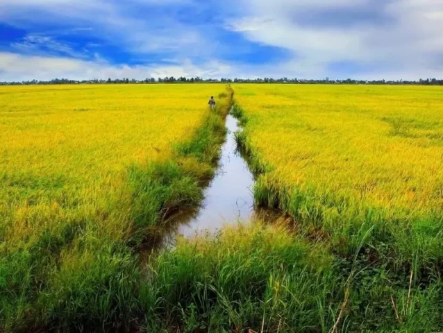 100 Ảnh Cánh Đồng Lúa Chín Vàng Đẹp Nhất Mùa Thu Hoạch