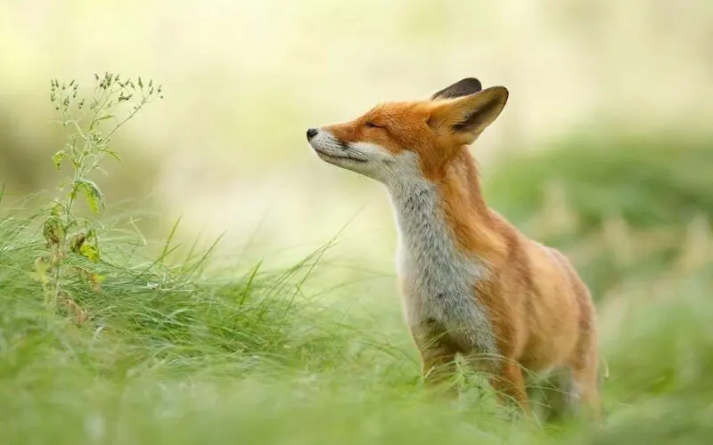100 Ảnh Hình Nền Cute Độc Đáo, Dễ Thương Nhất Cho Mọi Thiết Bị