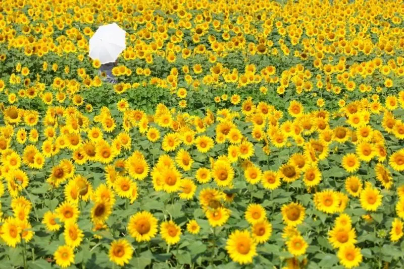 100 Ảnh Cánh đồng hoa hướng dương đẹp rực rỡ dưới nắng hè