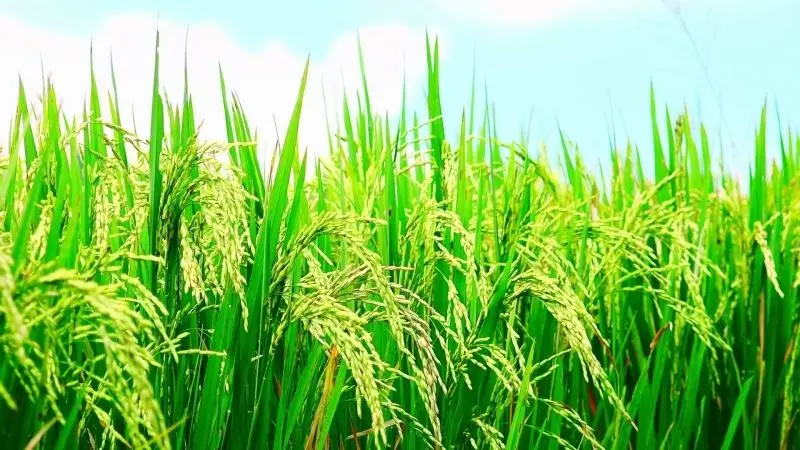 100 Ảnh Phong Cảnh Ruộng Lúa Xanh Mướt Bình Yên Nhất