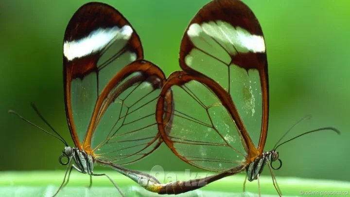 Avatar động vật đáng yêu, làm nổi bật phong cách cá nhân.