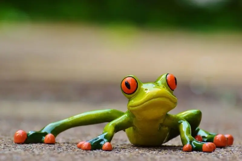 Avatar ếch cute siêu đáng yêu, làm mới trang cá nhân của bạn