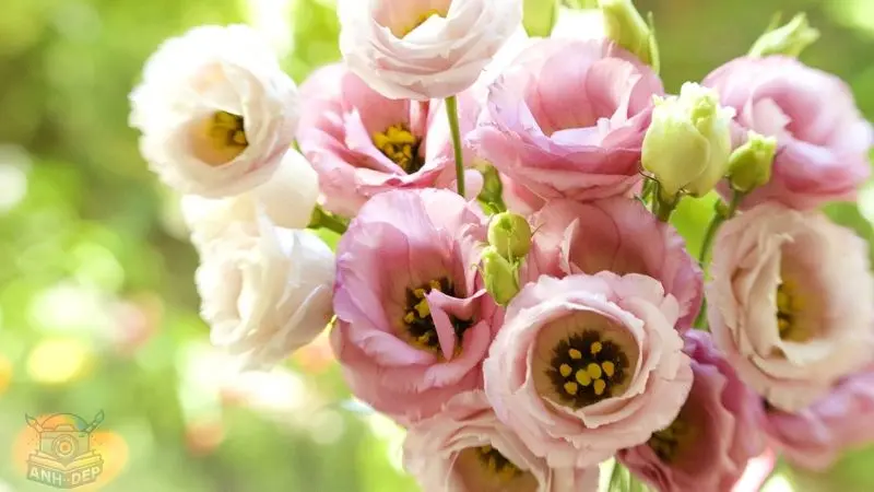 100 Ảnh Hoa Cát Tường Đẹp Nhất, Mang Ý Nghĩa May Mắn