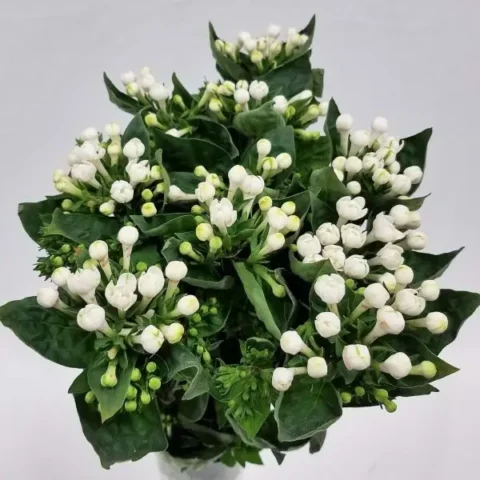 100 Ảnh Hoa Nhài Đẹp Tinh Khôi Cùng Ý Nghĩa Sâu Sắc