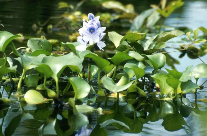 100 Ảnh Hoa Lục Bình Đẹp Tinh Tế, Thanh Thoát Tuyệt Vời