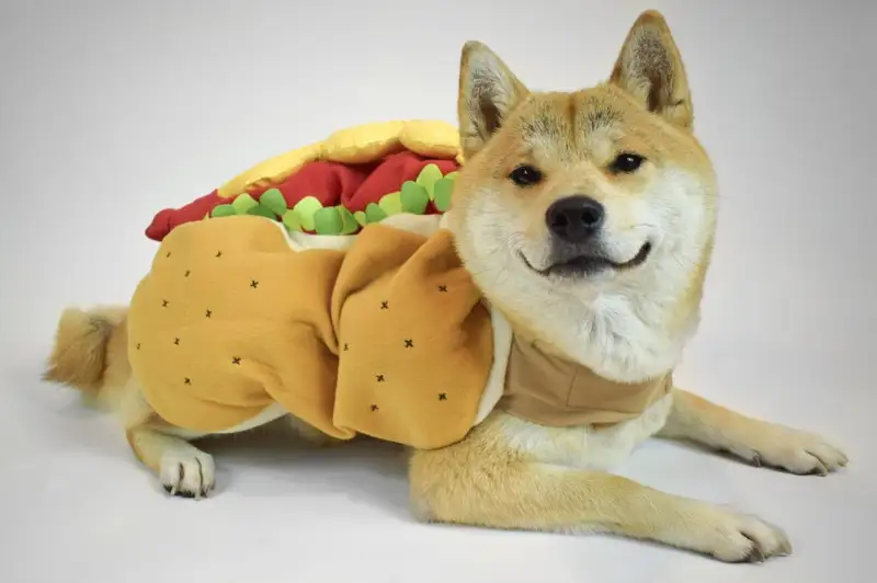 100 Ảnh Doge meme hài hước và ý nghĩa nhất cộng đồng mạng