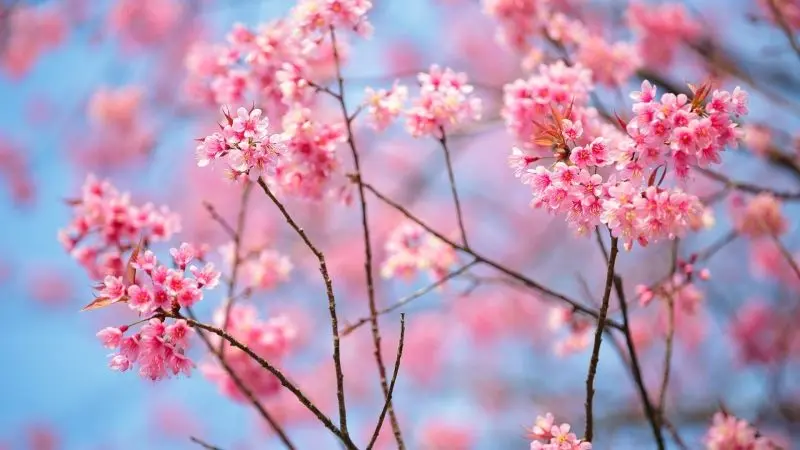 Ý nghĩa hoa anh đào
