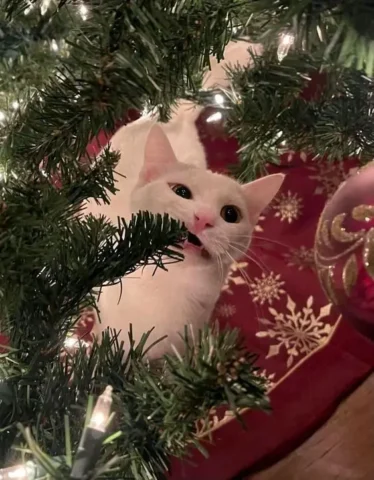 Avatar noel mèo dễ thương, hoàn hảo cho mùa lễ hội.