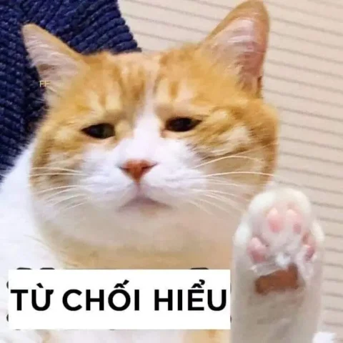 Meme mèo bất lực hài hước khiến bạn không thể nhịn cười