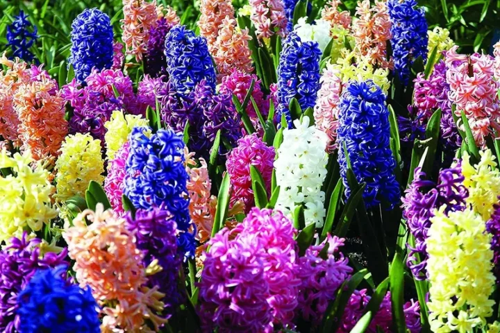 100 Ảnh Hoa Tiên Ông đẹp nhất, biểu tượng của sự thanh khiết