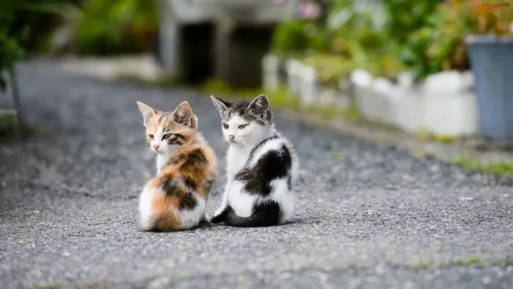 100 Ảnh Hình Nền Mèo Cute Độc Đáo Cho Mọi Thiết Bị