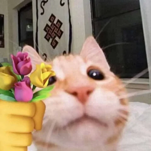 Meme mèo tặng hoa với biểu cảm dễ thương