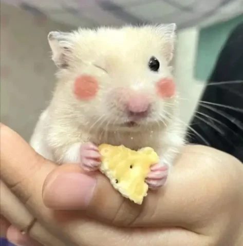 100 Ảnh Hamster Meme Hài Hước Nhất Thế Giới Đáng Yêu Tuyển Chọn