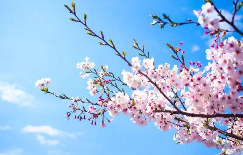 Hoa anh đào Nhật Bản, sắc hoa lãng mạn và trong trẻo giữa trời xuân.